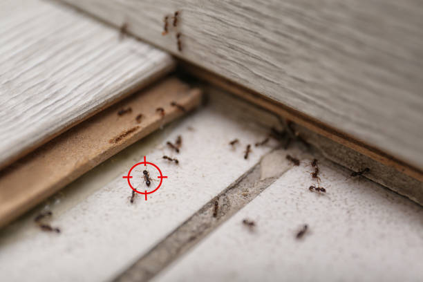 Best Local Pest Control Services  in Uniontown, AL